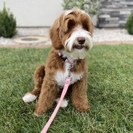 Ruby - Australian Labradoodle