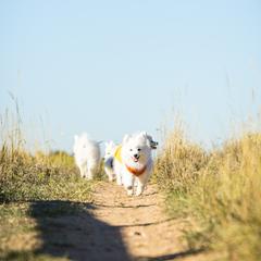 Japanese Spitz puppies from Colorado Japanese Spitz