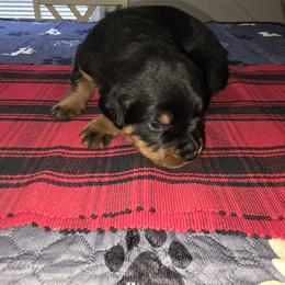 Rottweiler Puppies from Rottbies