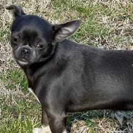 Kai kai - Chihuahua