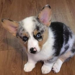 American Corgis and Pembroke Welsh Corgis from Tank’s AKC & CKC Corgis