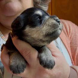 Beau - Black and silver male Miniature Schnauzer puppy in Hull, Georgia from Ardent Miniature Schnauzers of Athens
