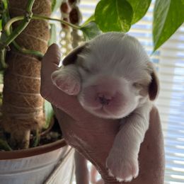 Cavalier King Charles Spaniel Puppies from Cuddly King Charles