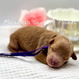Scarlet - Red  female Poodle puppy in Munster, Indiana from Miranda’s Sunshine Poodles and Doodles