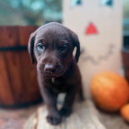 Chai - Chocolate female Labrador Retriever puppy in Sweet Home, Oregon from Knotty Creek Labradors