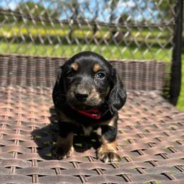 Lottie - Black and tan female Dachshund puppy in Stilwell, Oklahoma from Mountain Top Dachshunds