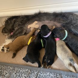 Schnoodle Puppies from Noodle Tings Puppies