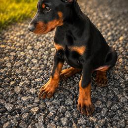 MAY - Black and rust female Doberman Pinscher puppy in Columbia, Maryland from Storm Cloud Doberman