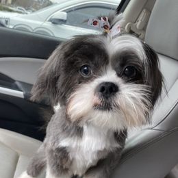 Molly - Shih Tzu