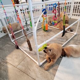 Golden Retriever Puppies from Nutmeg's Golden Puppy Dog