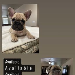 French Bulldog Puppies from Fabi's French Bulldogs