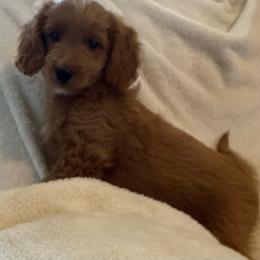 Trapper - Apricot male Goldendoodle puppy in Churchill County Fallon, Nevada from Card Family Ranch