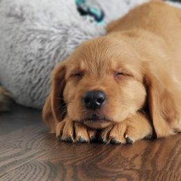Golden Retrievers from True North Golden Retrievers