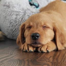 Golden Retrievers from True North Golden Retrievers