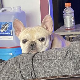 Jewels - French Bulldog