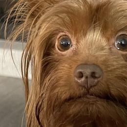 Sawyer - Yorkshire Terrier