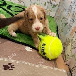 Golfer - Cream male Australian Labradoodle puppy in Alamo, Texas from QuiSal Labradoodles