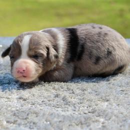 Skye - Blue merle female Miniature Australian Shepherd puppy in Bauxite, Arkansas from J and B Mini Aussies