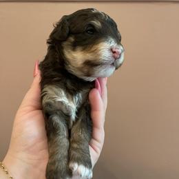 Mira - Brown and white female Bernedoodle puppy in Port Saint Lucie, Florida from Eastside Paws LLC