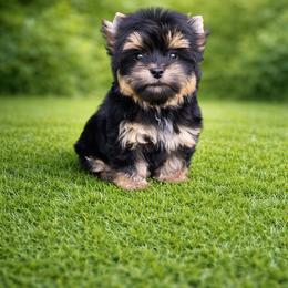 Mya - Black and tan female Yorkshire Terrier puppy in Smithville, Oklahoma from Bristy’s Pampered Pups