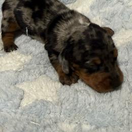 Woody - Dapple male Dachshund puppy in Williston, Florida from Teenie Weenie Dachshunds