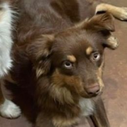 Jaxon - Red tri male Miniature Australian Shepherd puppy in Crosby, Texas from TriplecminiaussiesAndCorgis