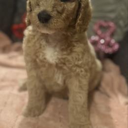 Risky (black) - Cream male Goldendoodle puppy in Fayettville Ar, Arkansas from Ozark Bulldogs and doodles