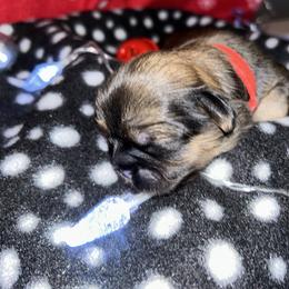 Shih Tzu Puppies from D’s Shih Tzu