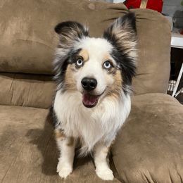 Bullet - Toy Australian Shepherd