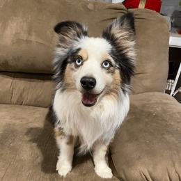 Bullet - Toy Australian Shepherd