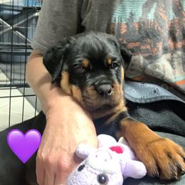Rottweiler Puppies from Thomas Rotts