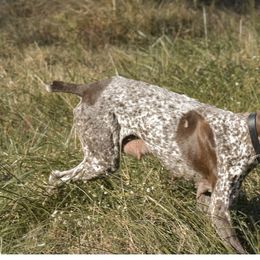 Co-Co - German Shorthaired Pointer