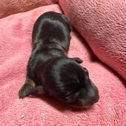 Pearl - Black and tan female Dachshund puppy in Birchtree, Missouri from Cruzan Dachshunds