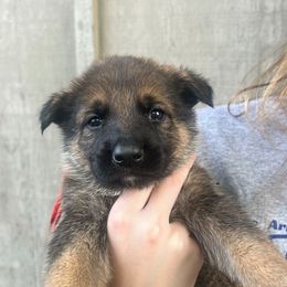 Isaac (red collar) - Sable male German Shepherd puppy in Jerusalem, Arkansas from Sudenblick German Shepherds