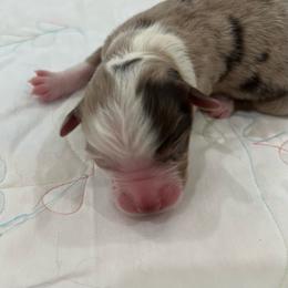 Red Merle female - Red merle female Australian Shepherd puppy in Waxahachie, Texas from Volks Aussies