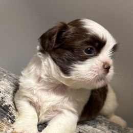 S'mores - Liver and white male Shih Tzu puppy in Covington, Georgia from Top Hats 2  Shih Tzu’s
