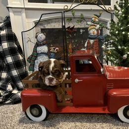 Bulldog Puppies from Snuggle Pups
