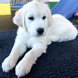 Golden Retriever Puppies from Huckaby’s English Golden Retrievers