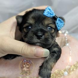 Thistle - Black and gold male Morkie puppy in Barren Springs, Virginia from Seeking Shalom Acres Maltese, Maltipoos & Havamalts