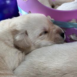 Labrador Retriever Puppies from Luvable AZ Labs