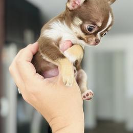 Chihuahua Puppies from Stardom Chihuahuas