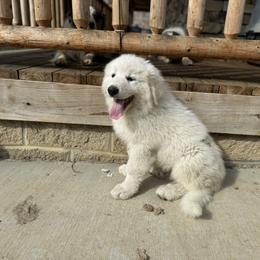 Great Pyrenees Puppies from Natalie Hnatkiv