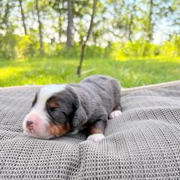 Girl 1 - female Bernedoodle puppy in Travelers Rest, South Carolina from Bernedoodle.do