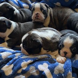 Boston Terriers and Great Pyrenees from Lauren La Rue