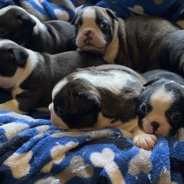 Boston Terriers and Great Pyrenees from Lauren La Rue
