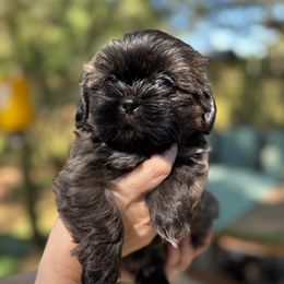 Girl 4 - Chocolate and tan female Shih Tzu puppy in Mobile, Alabama from FluffyTail Shih Tzu