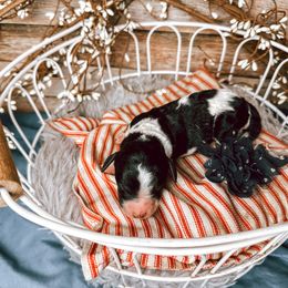 Girl 3 - Black and white Bernedoodle puppy in Mountain Grove, Missouri from Swan Field Farms