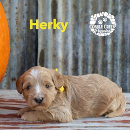 Herky - Yellow and white male Bernedoodle puppy in Heyworth, Illinois from Cobble Creek Puppies
