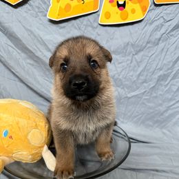 Muenster - Sable male German Shepherd puppy in Magnolia, Texas from K & Q Shepherds