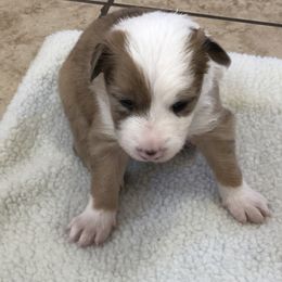 Border Collie Puppies from Burke BC’s